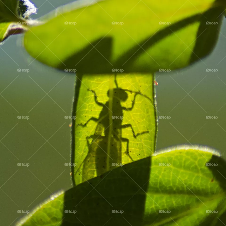 silhouette of wasp in sunlight through a leaf