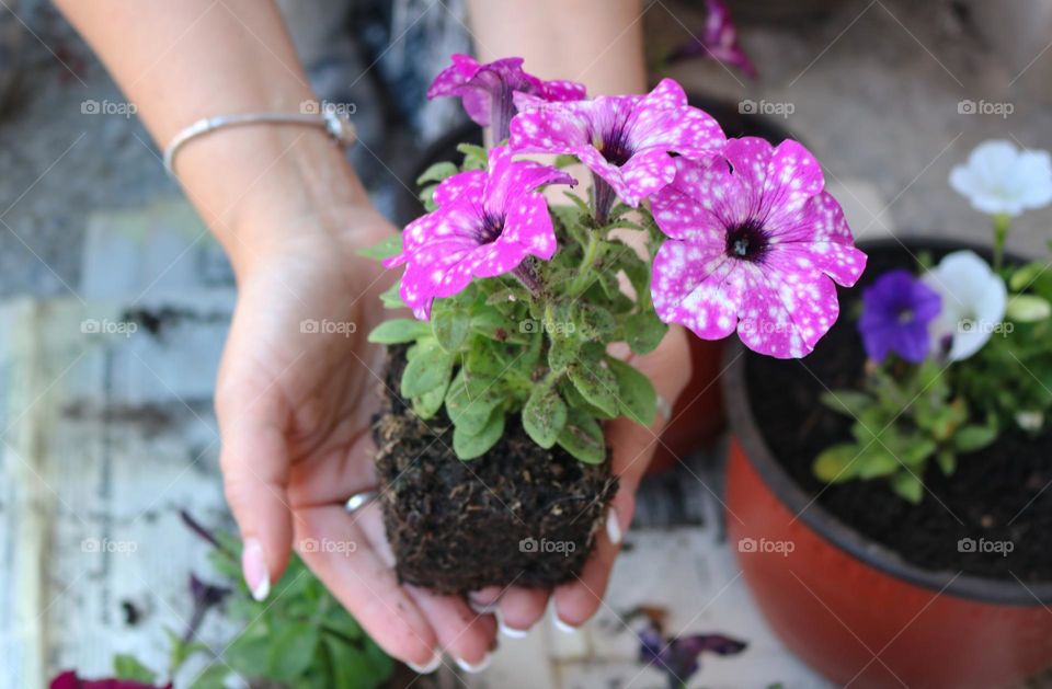 Planting flowers