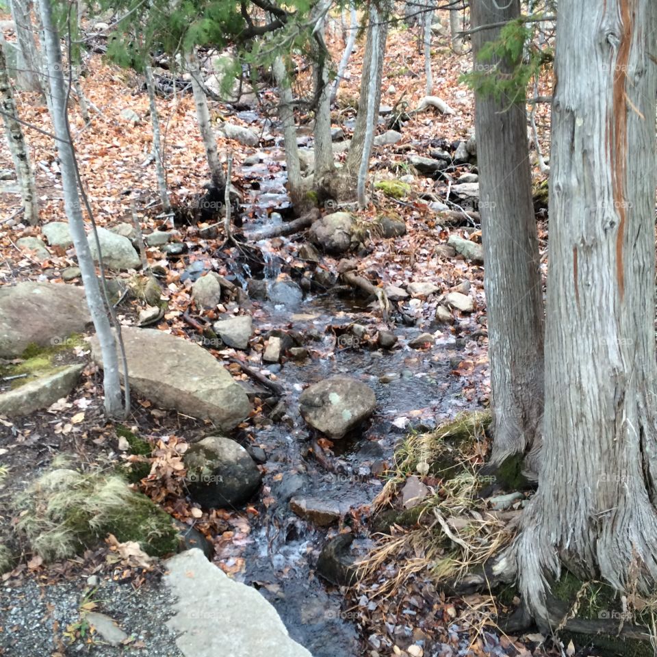 Stream in Acadia National Park