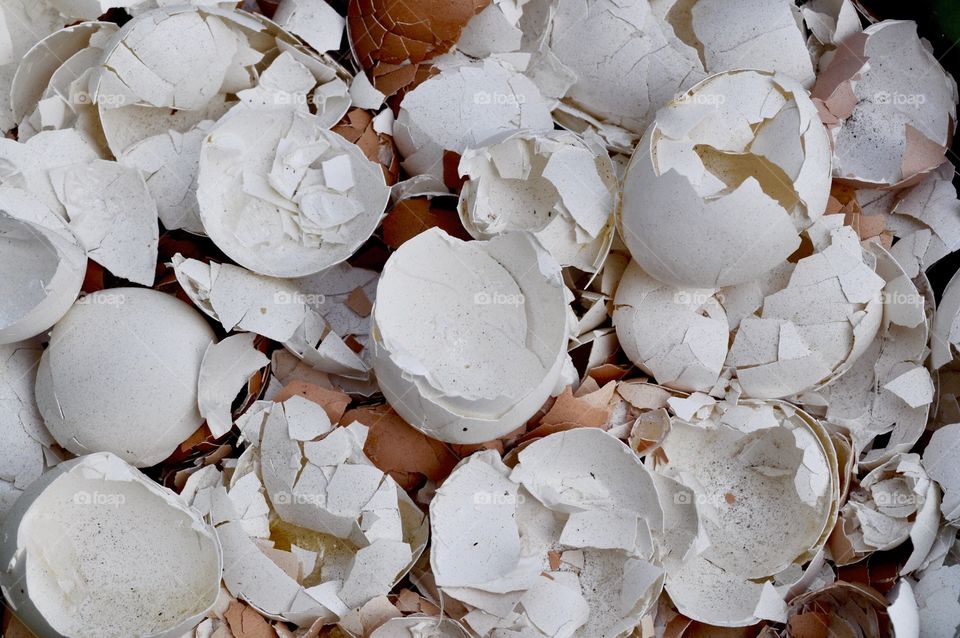 Cracked Egg Shells 