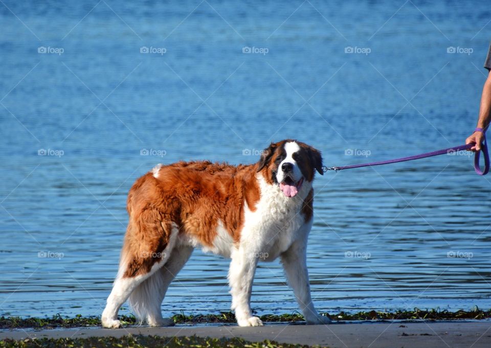 St. Bernard at the beach