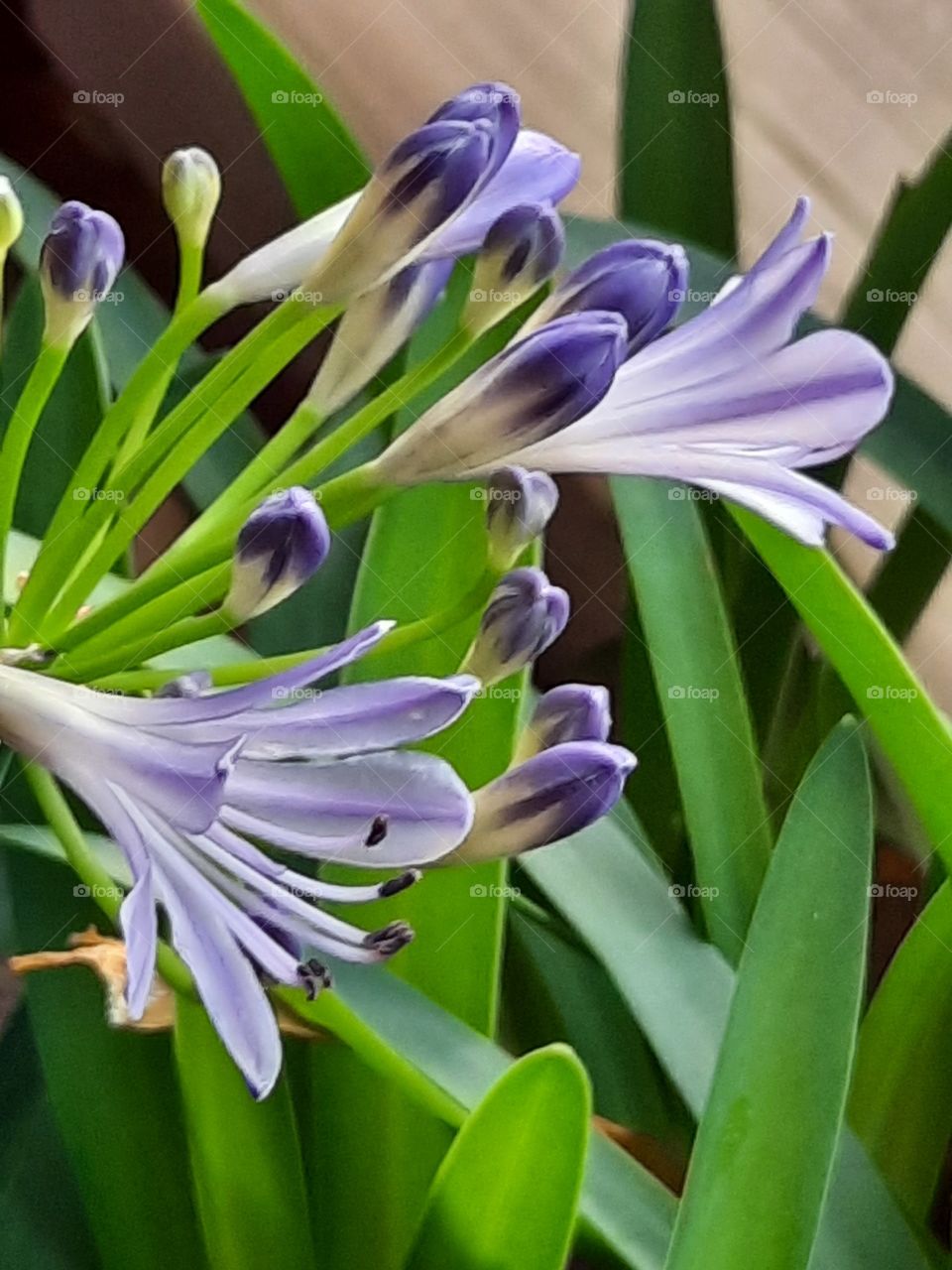 openning sunlit flowers of blue agapanthus