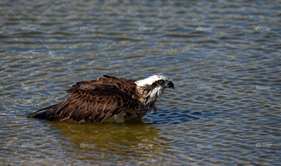 Osprey having a bath in the river