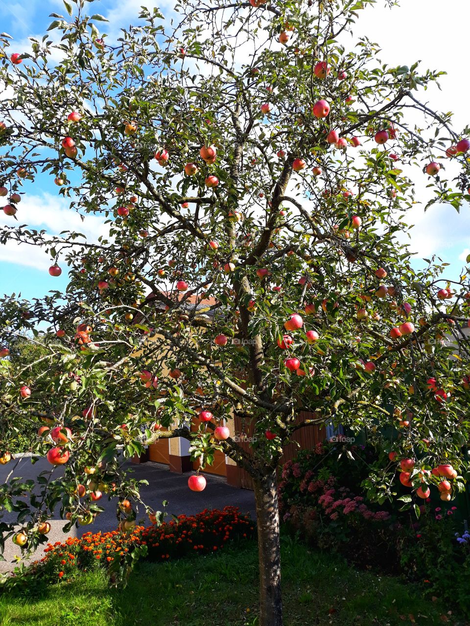 Apple tree in autumn season