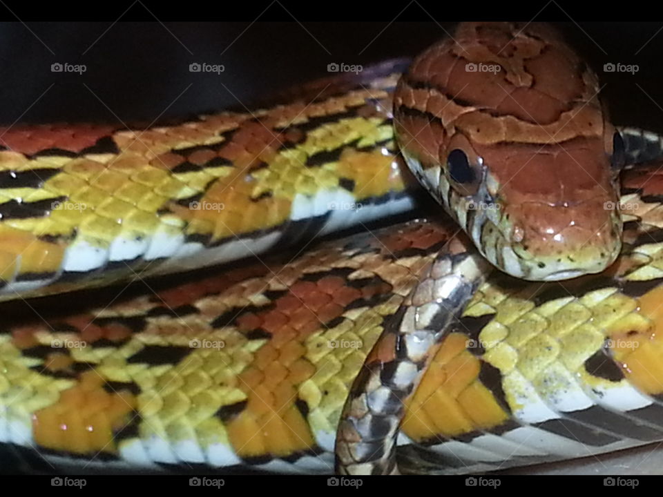 Corn Snake Closeup