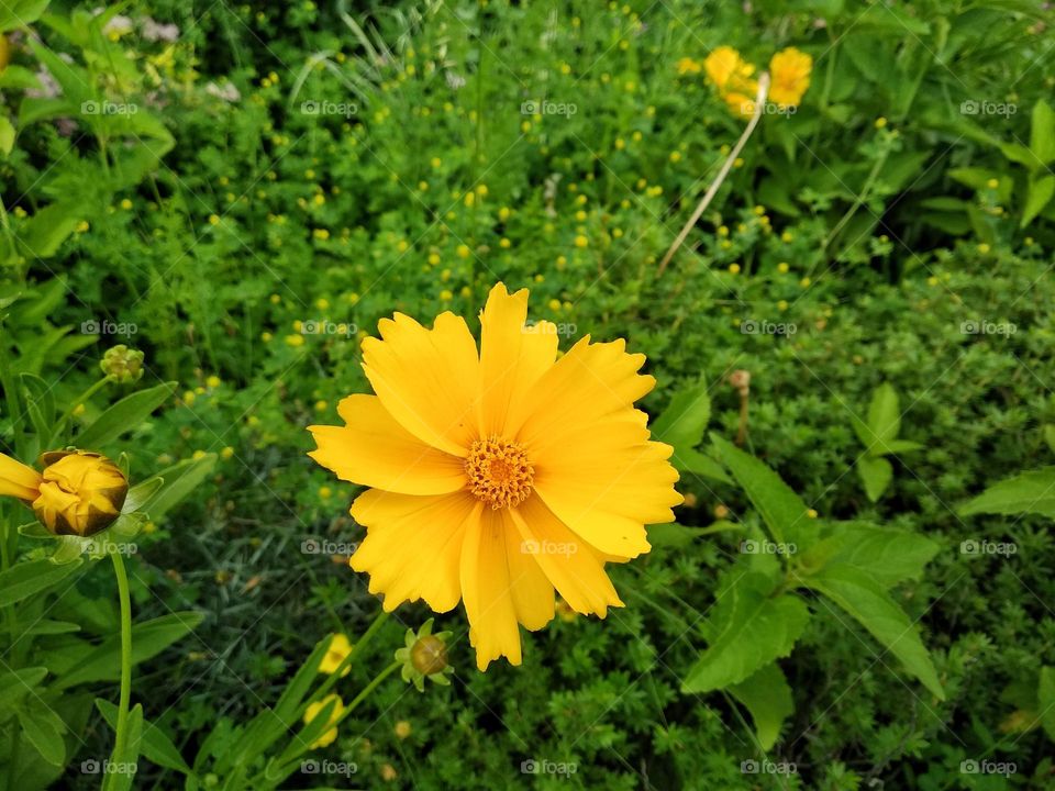 Coreopsis pubescens, called star tickseed in common. Yellow flower in garden. Descktop floral background