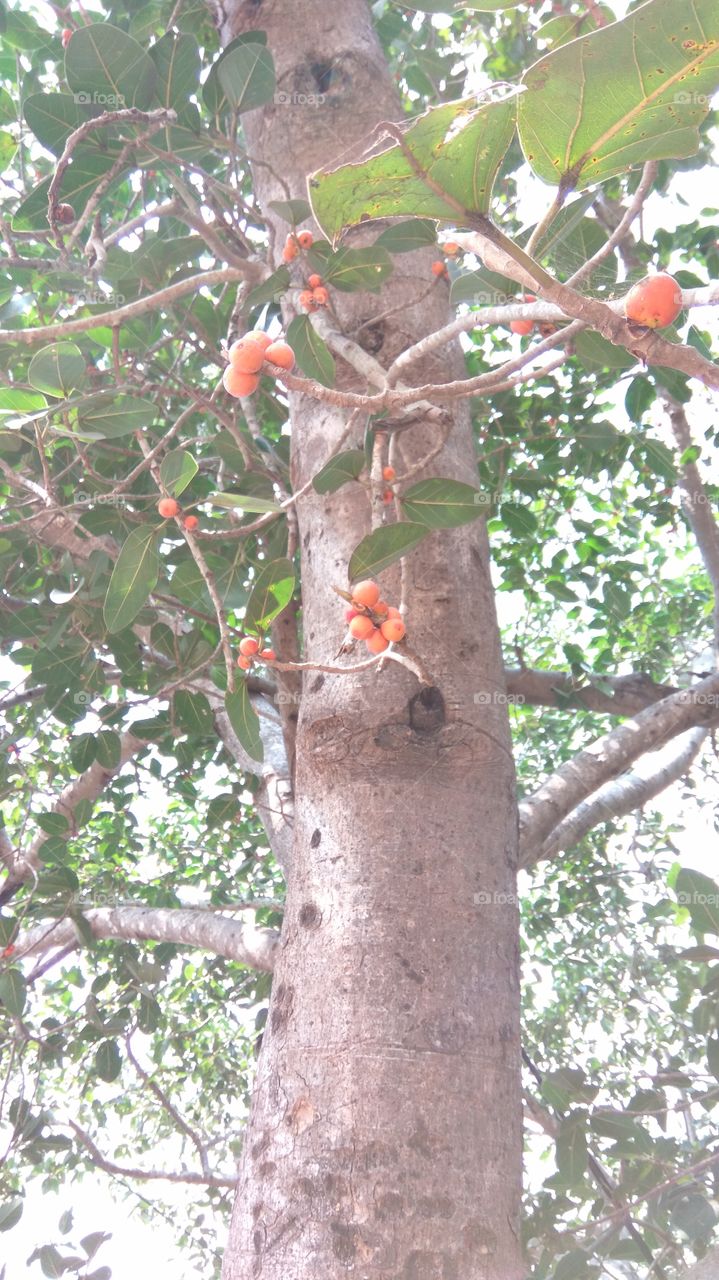 Big tree small fruits