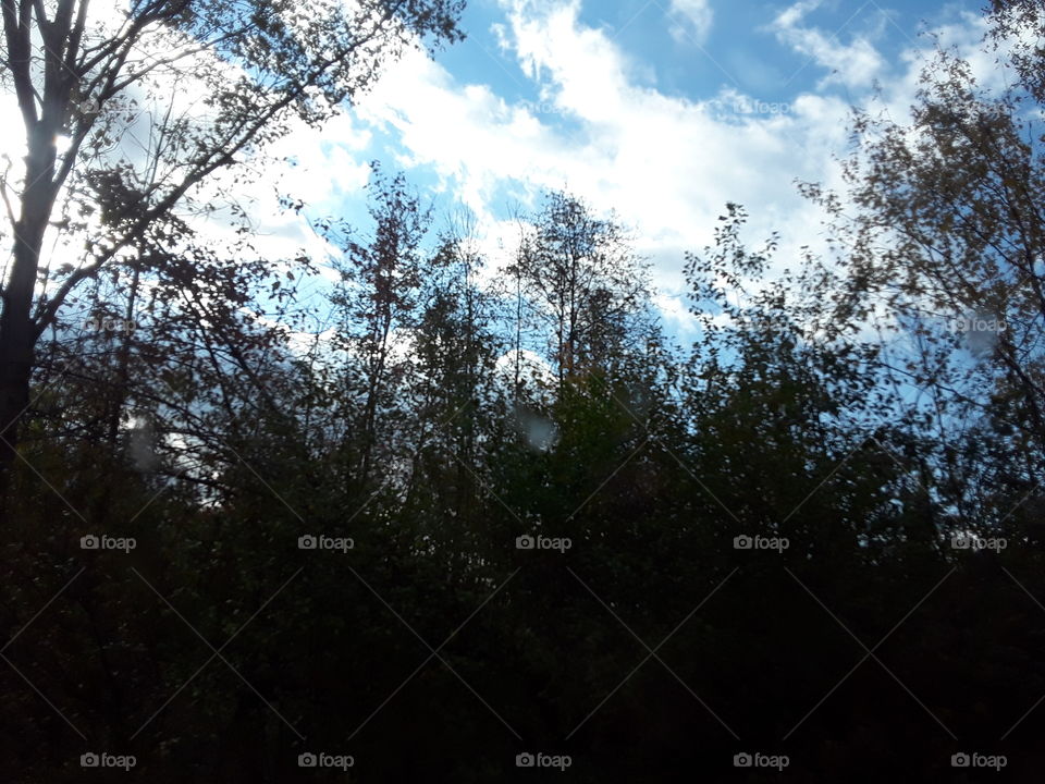 clouds n trees