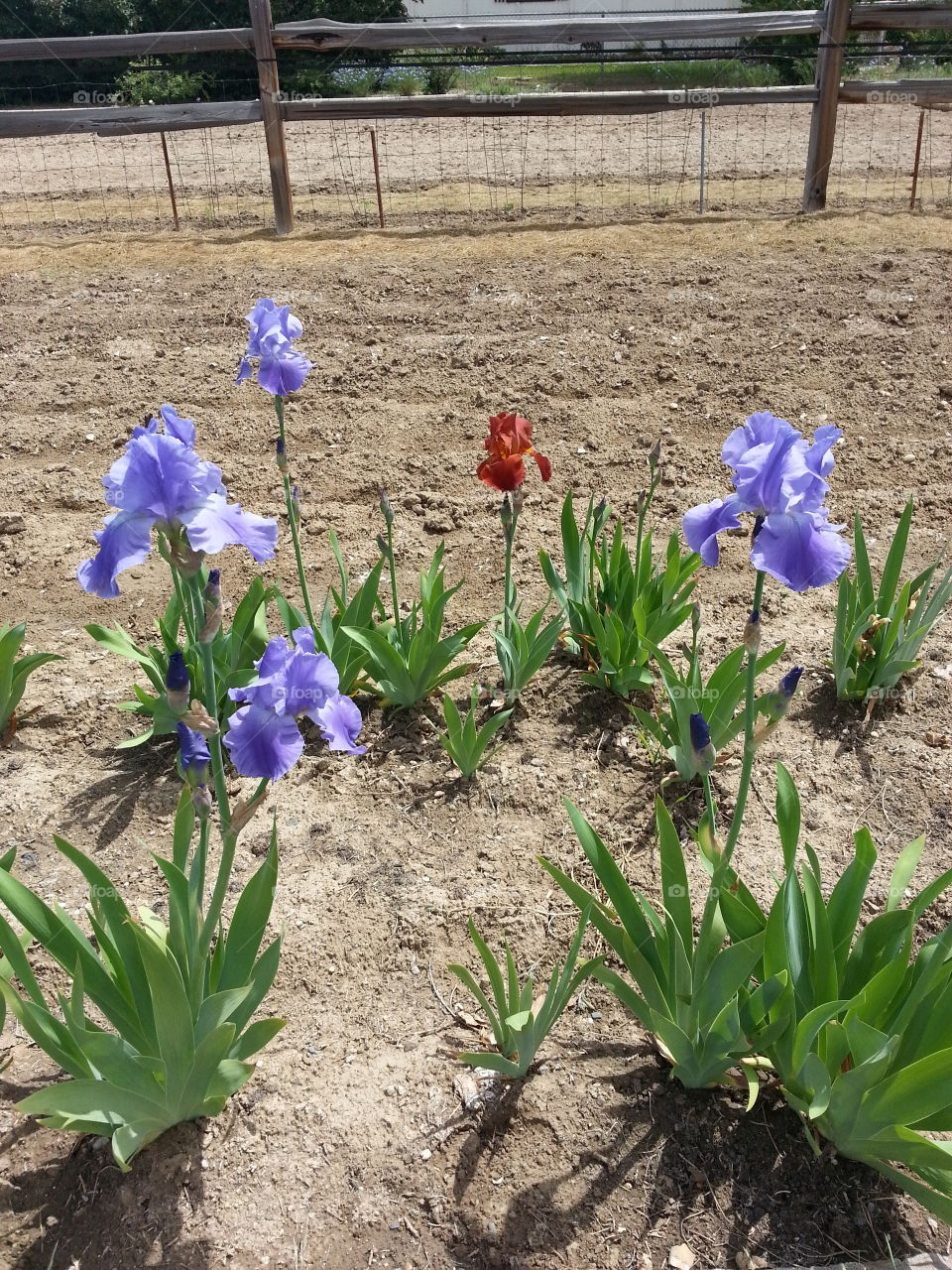 One red flower. One red iris in a bed of blue
