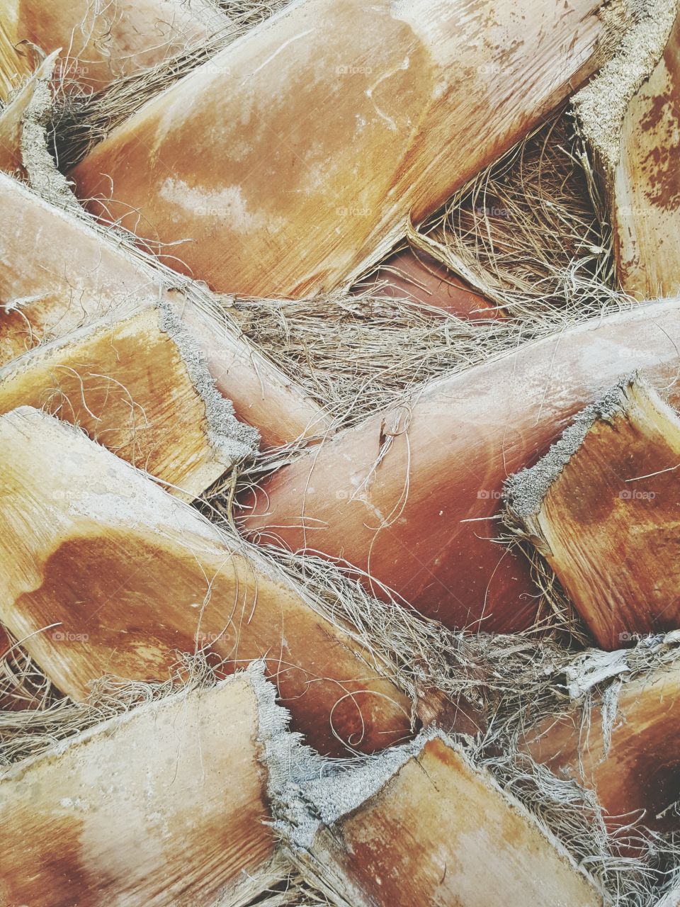 Food, Nature, Wood, Closeup, Wooden