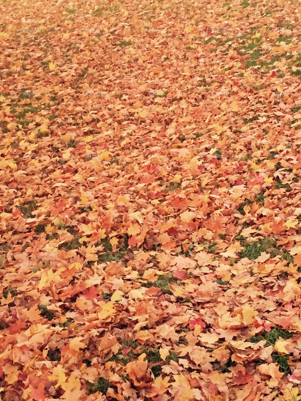 Fall leaves