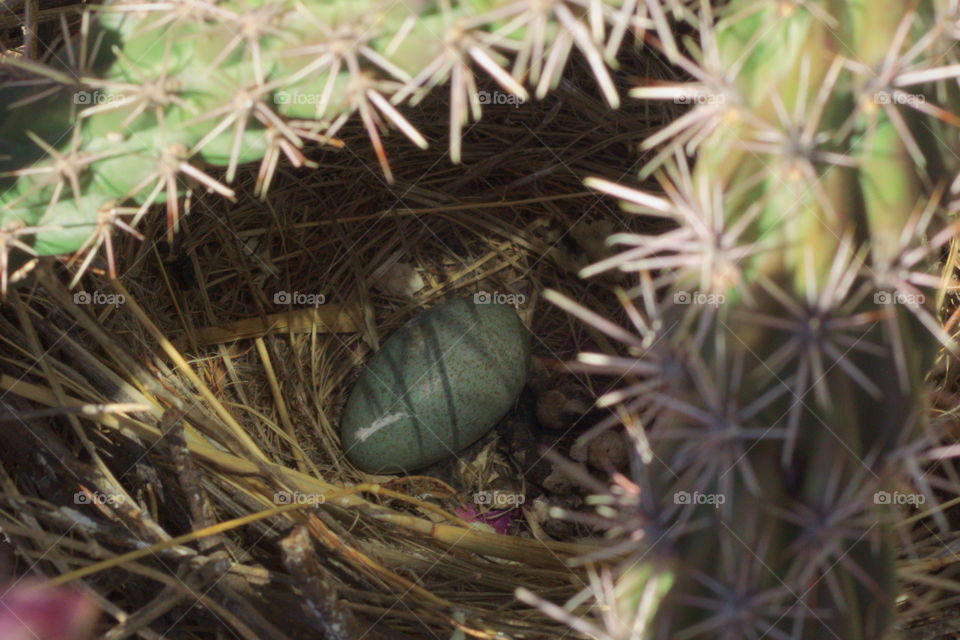 egg wild bird nest cactus green 1.3 inches long