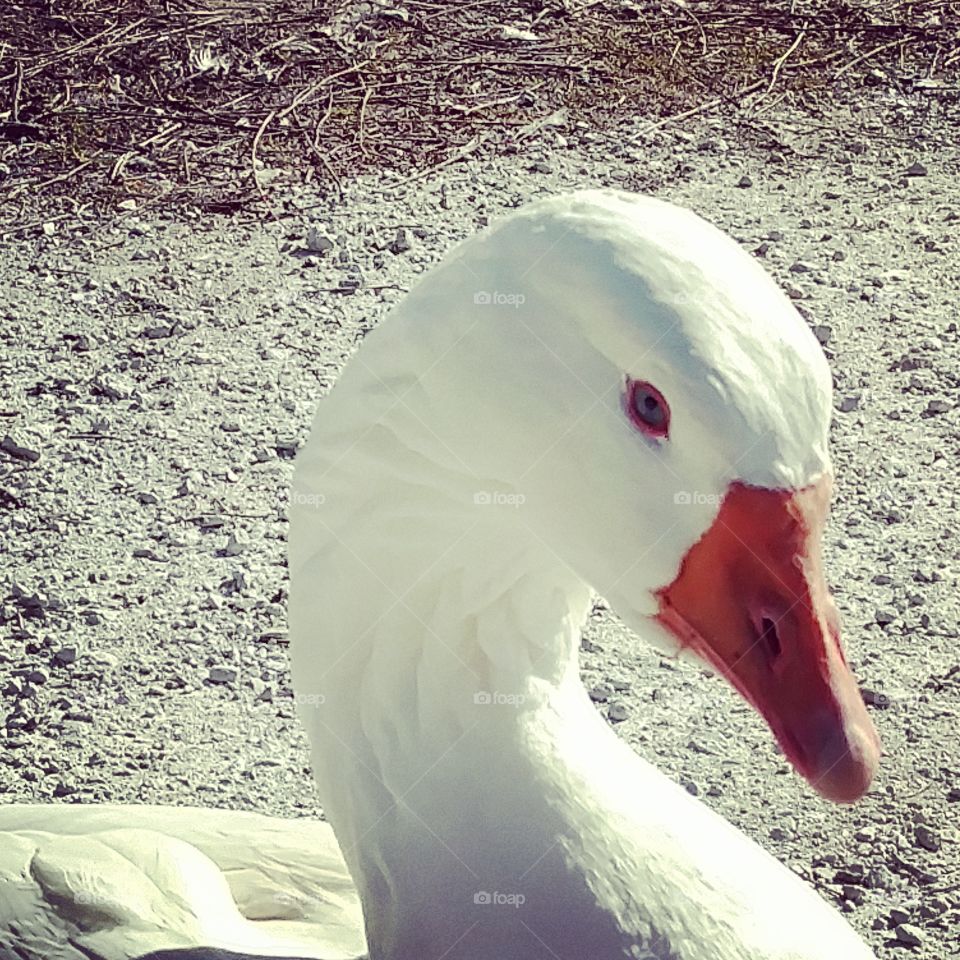 Snow Goose