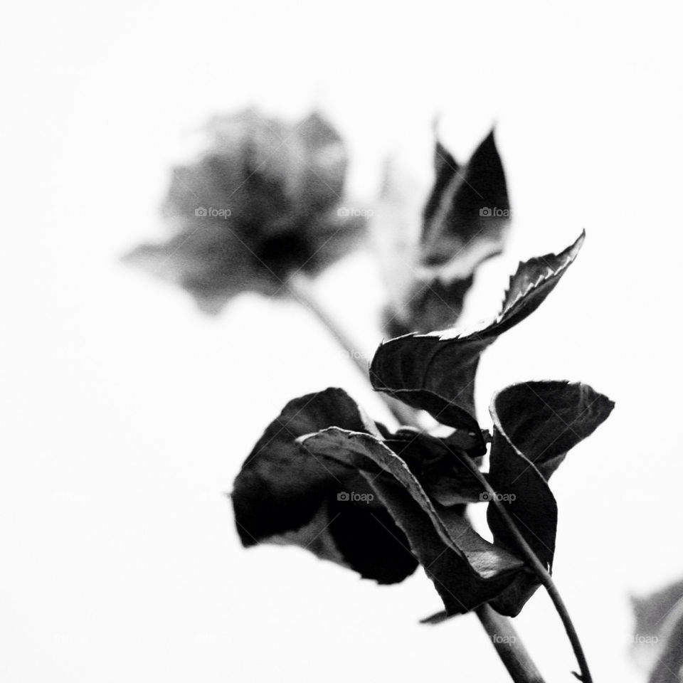rose black and white by dodsongallery