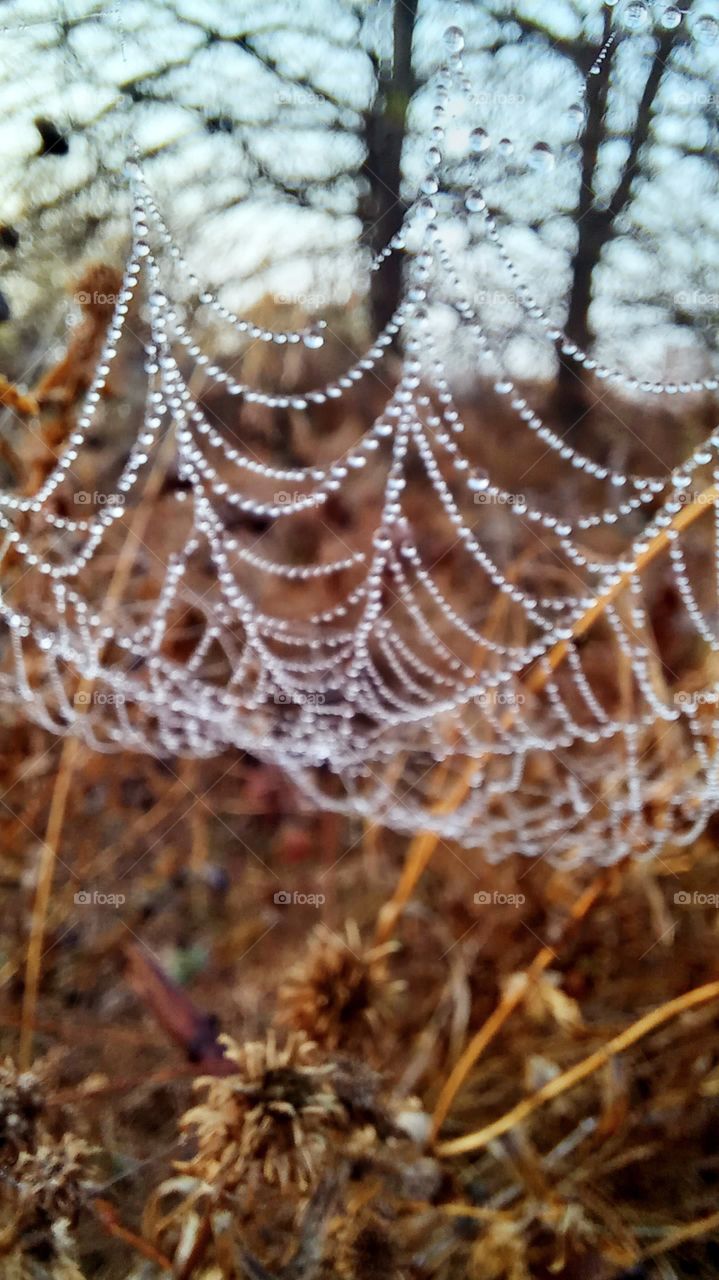 autin with drops of water