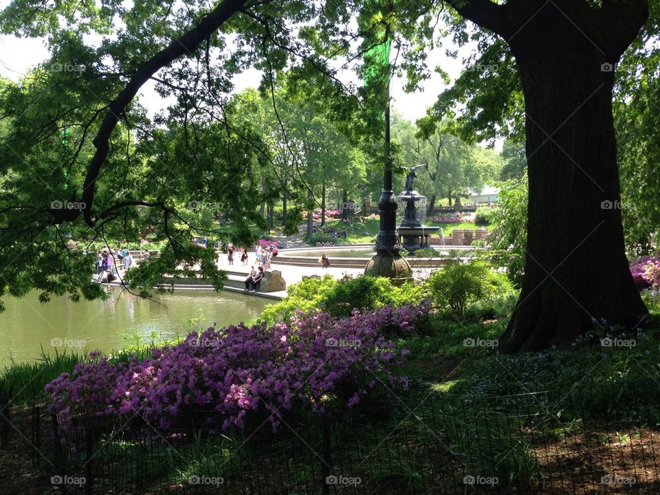 Central Park in May
