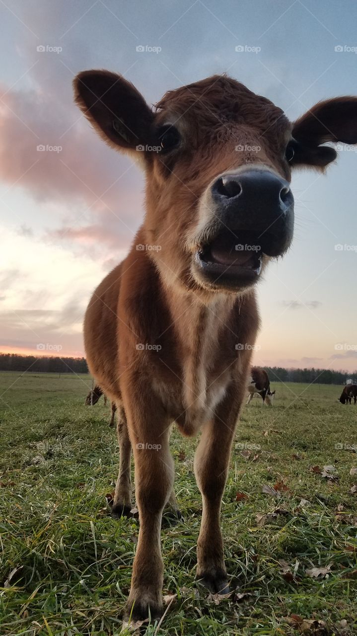 chewing cud till the cows come home