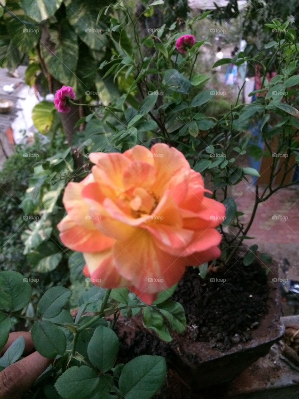 Orange Rose flower