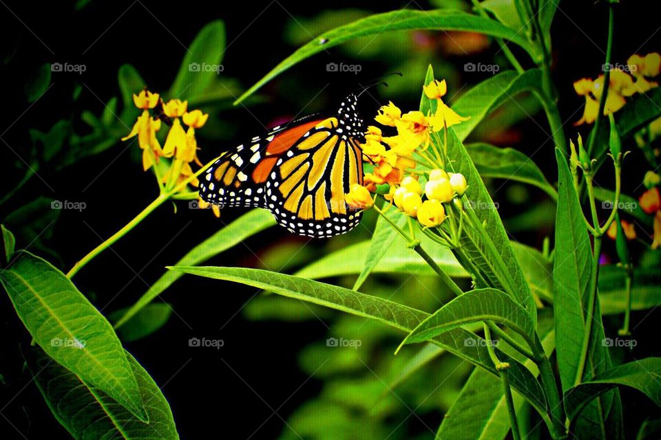 Monarch butterfly