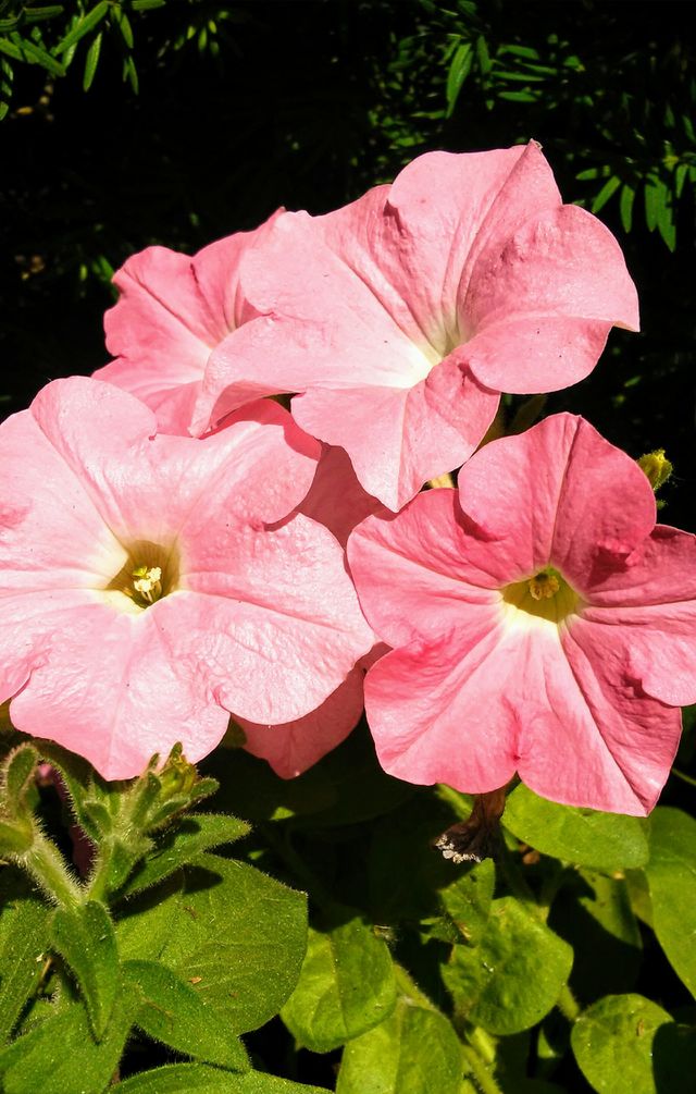 summer beauty