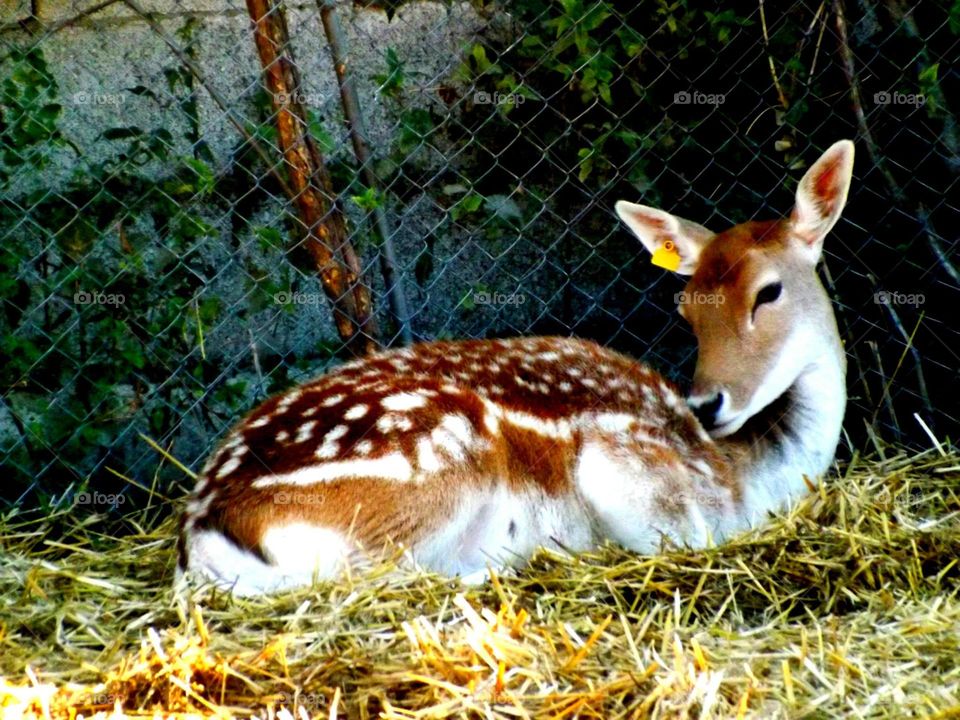 Deer in the zoo