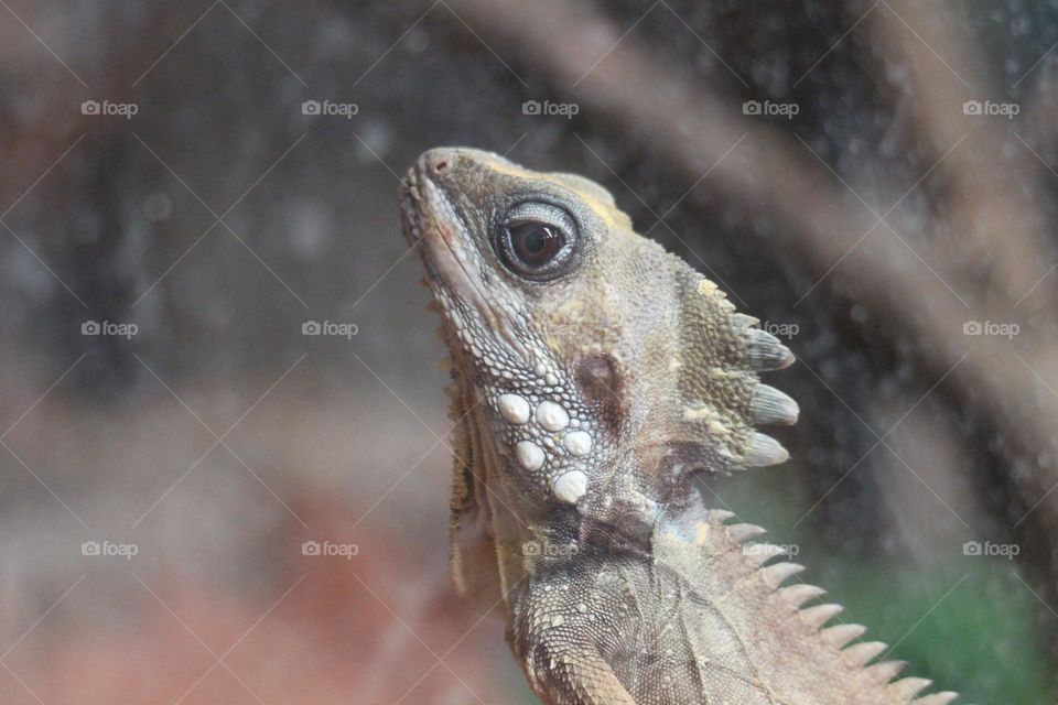 An iguana staring upwards, pretending to be a statue to avert the staring human eyes
