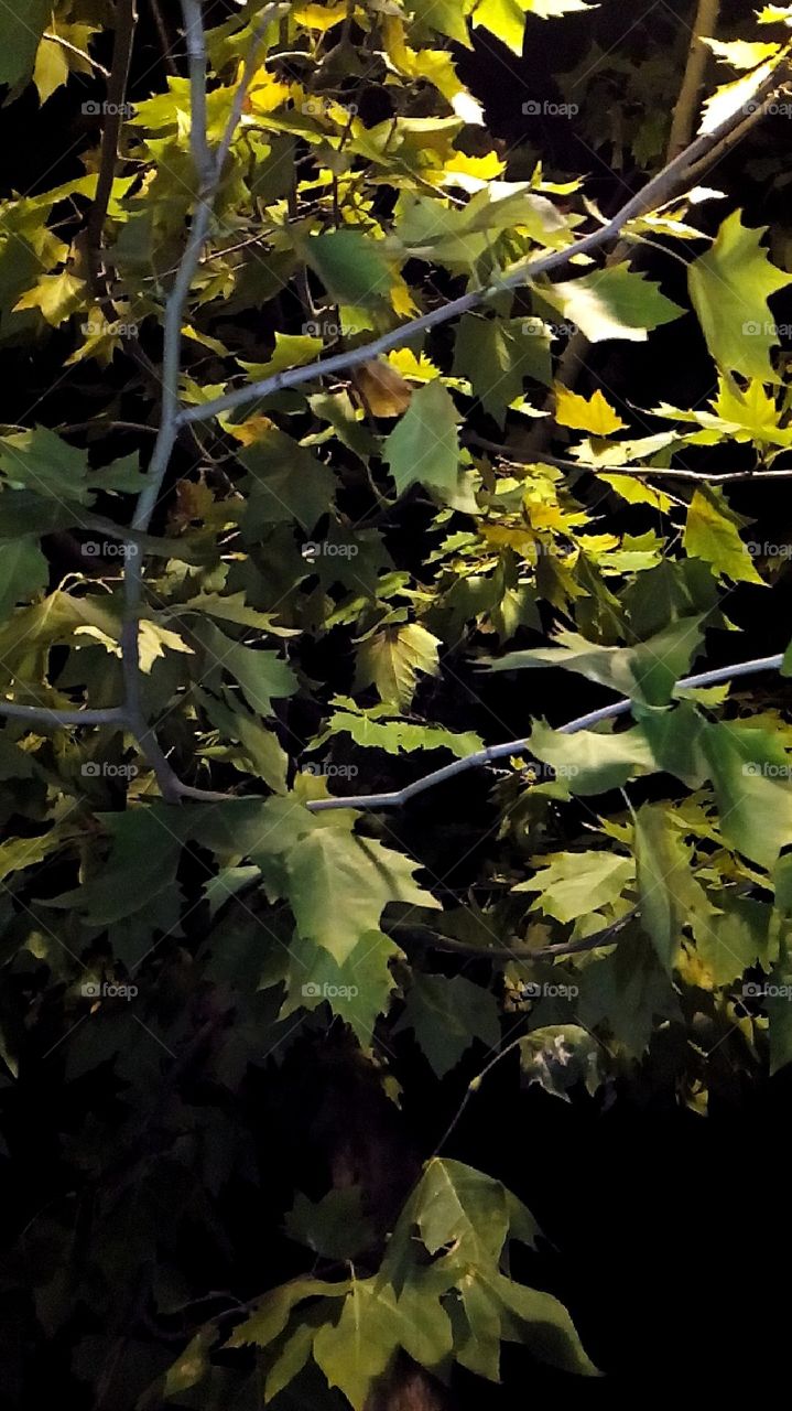 Leaves in the moonlight