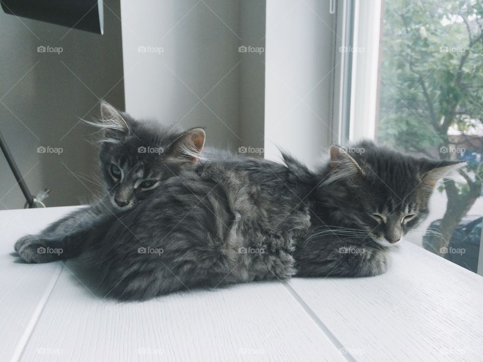 Cat, Kitten, Domestic, Pet, Cute