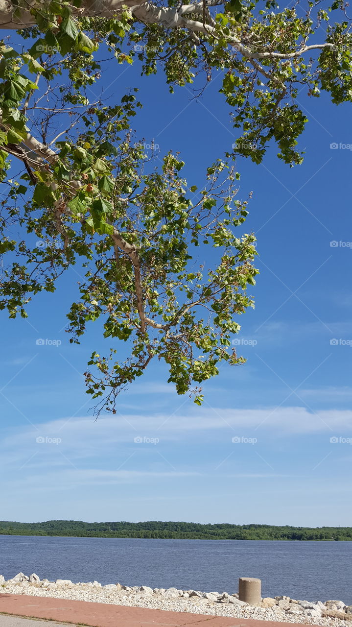 sky and tree branches