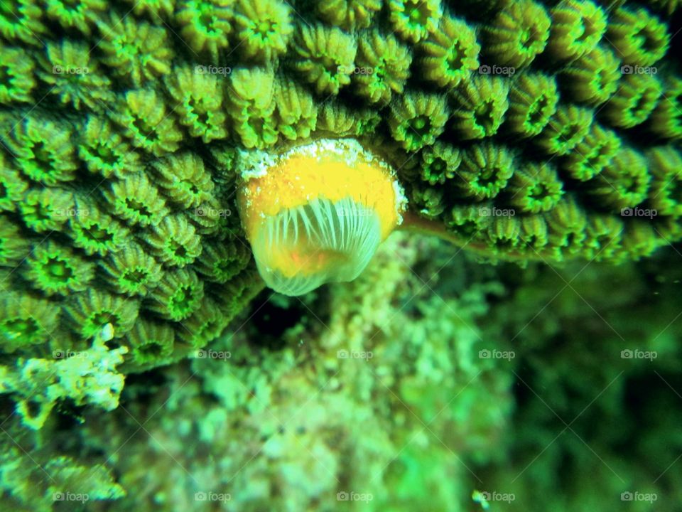 Underwater, Invertebrate, Nature, Fish, Coral