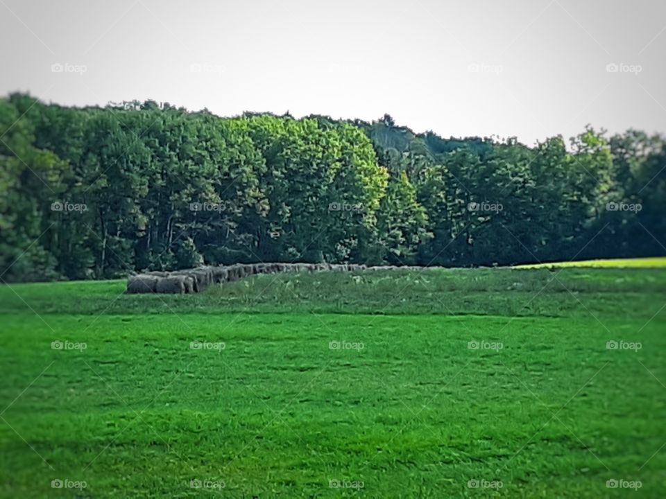 hay bails in fields