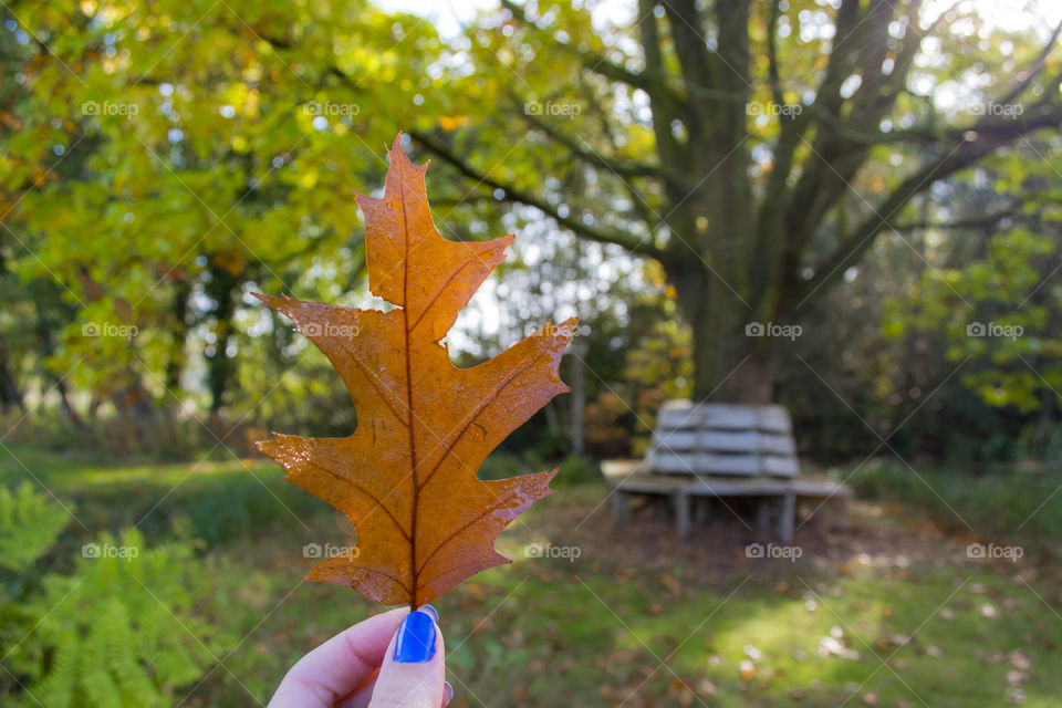 Dry leaf from autumn season