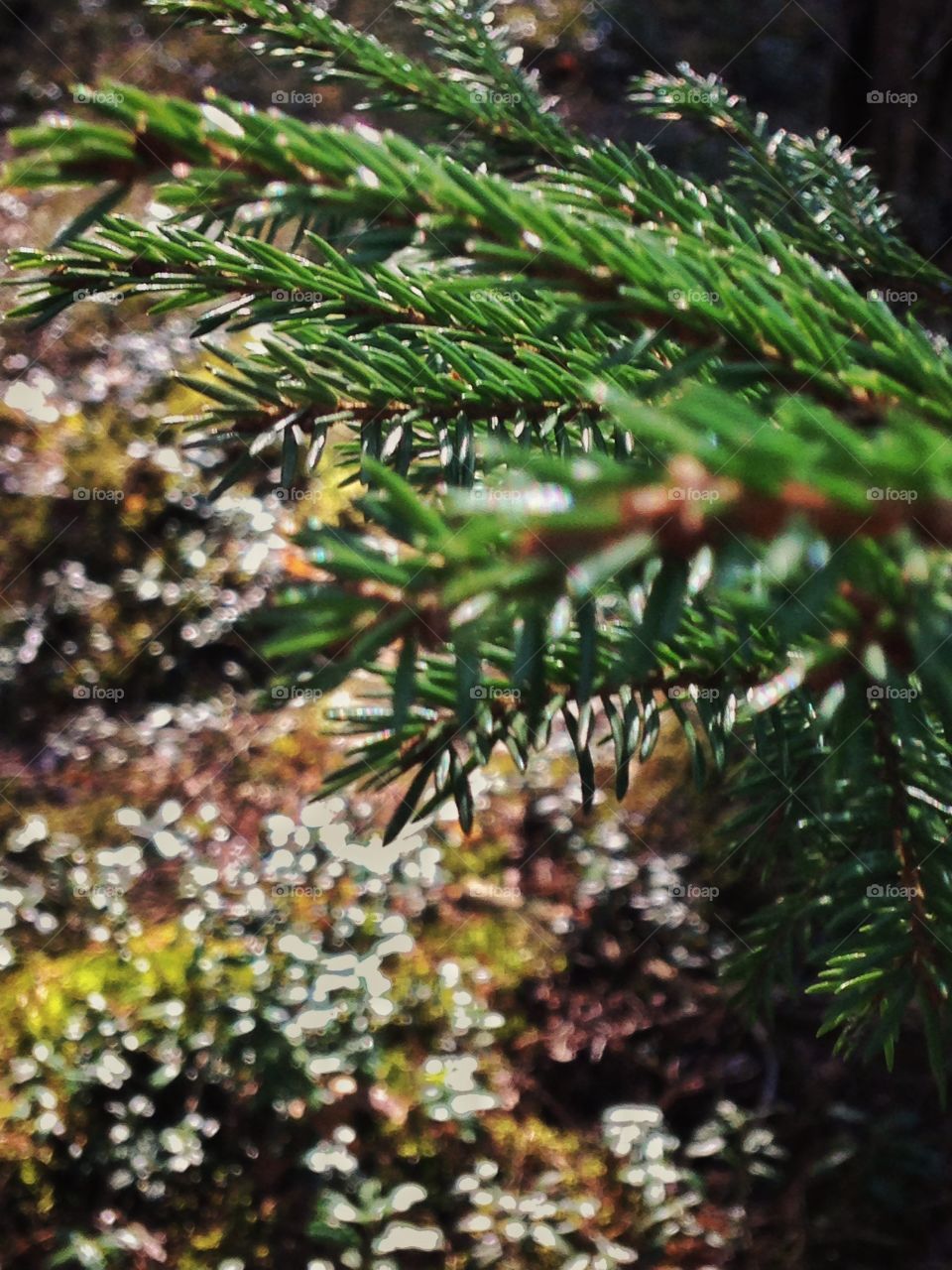 spring in the forest, coniferous branches under the sunlight