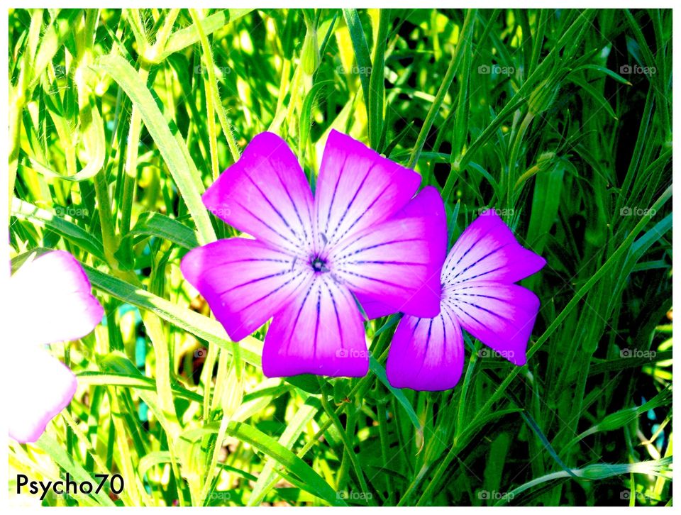 Purple flower 