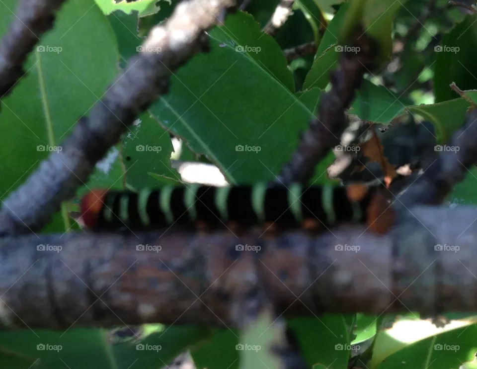 Caterpillar 