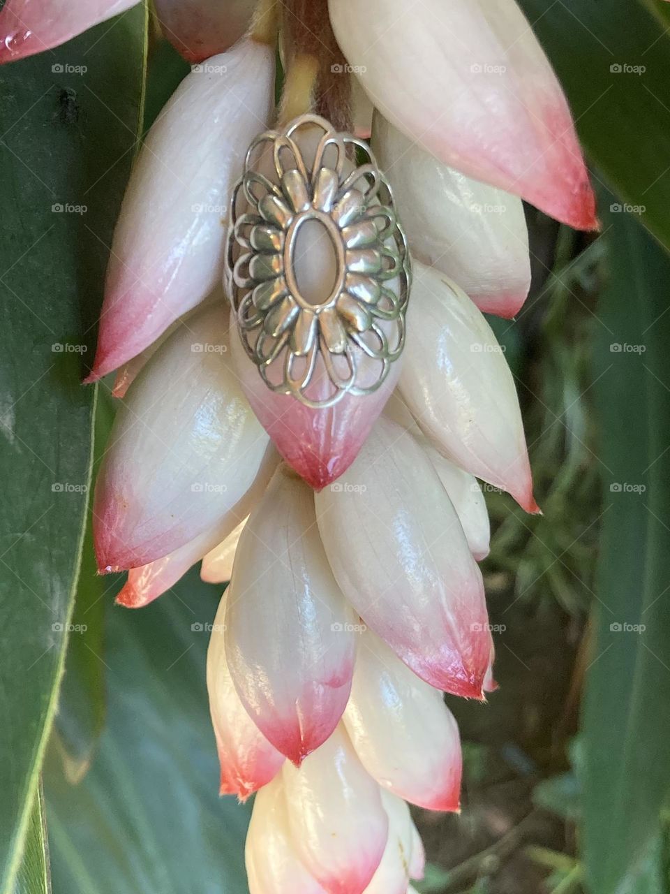 Anel encaixado perfeitamente num botão de flor pendente. Botões brancos com matizes cor de rosa.