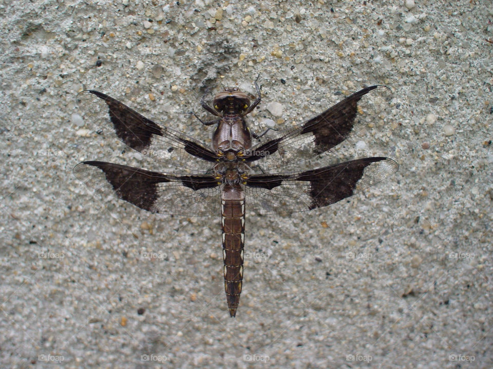 concrete fly bug wings by jeffreyfulton