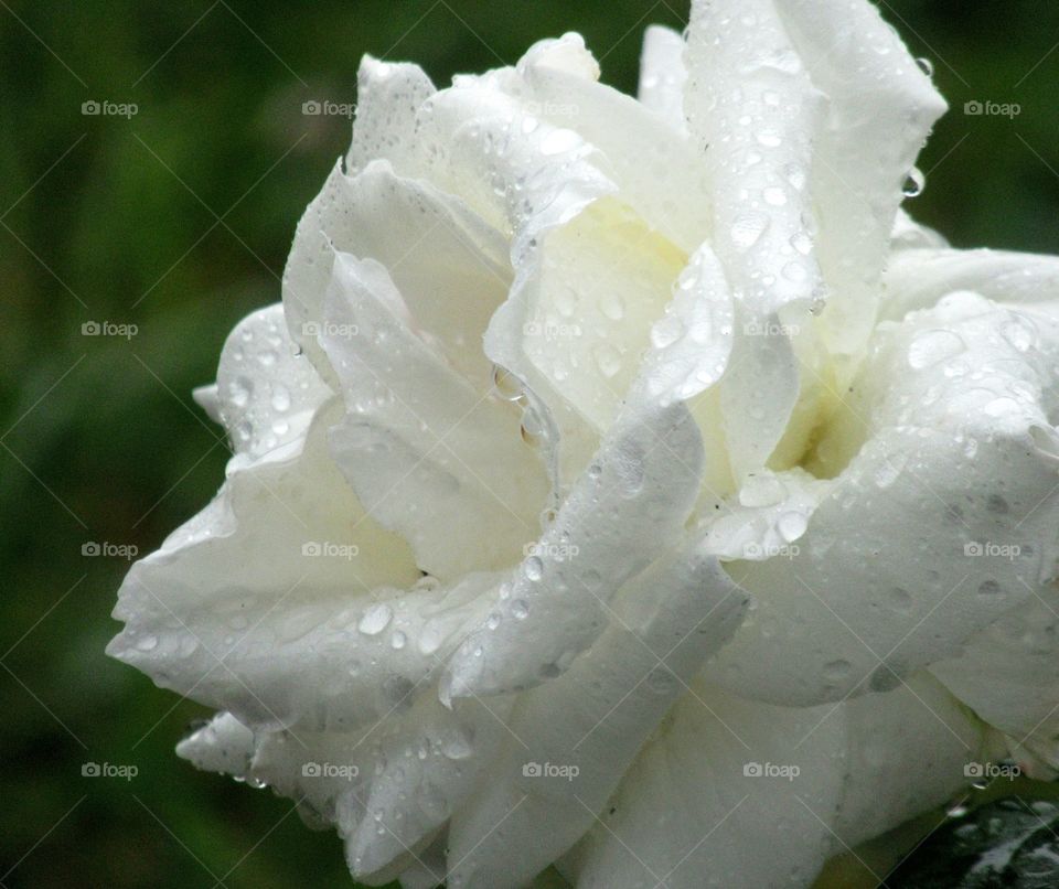 White rose with droplets of rain on the petals