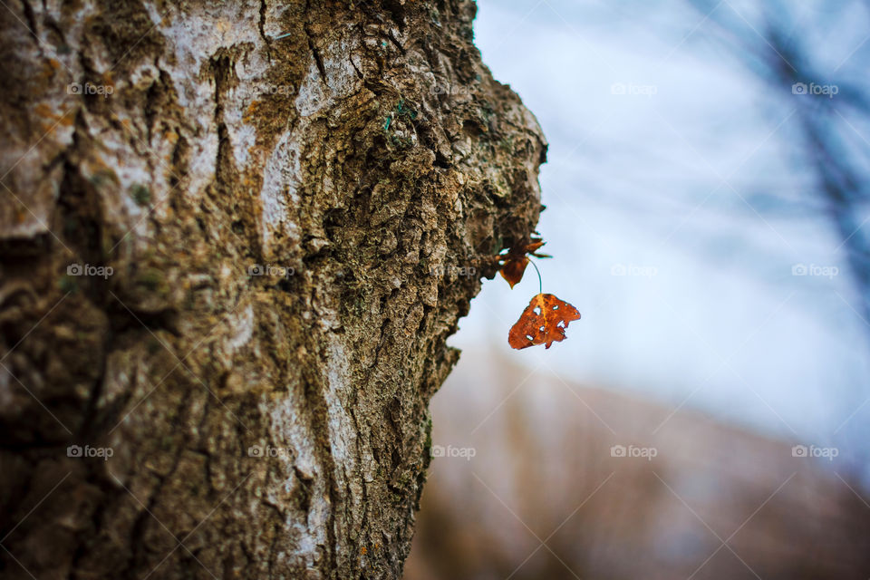 Orange leaf