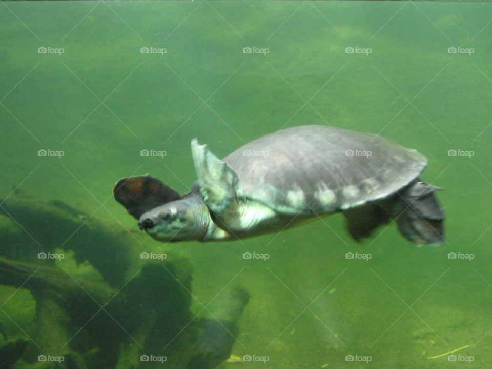 water swimming turtle toronto zoo by kevsrich