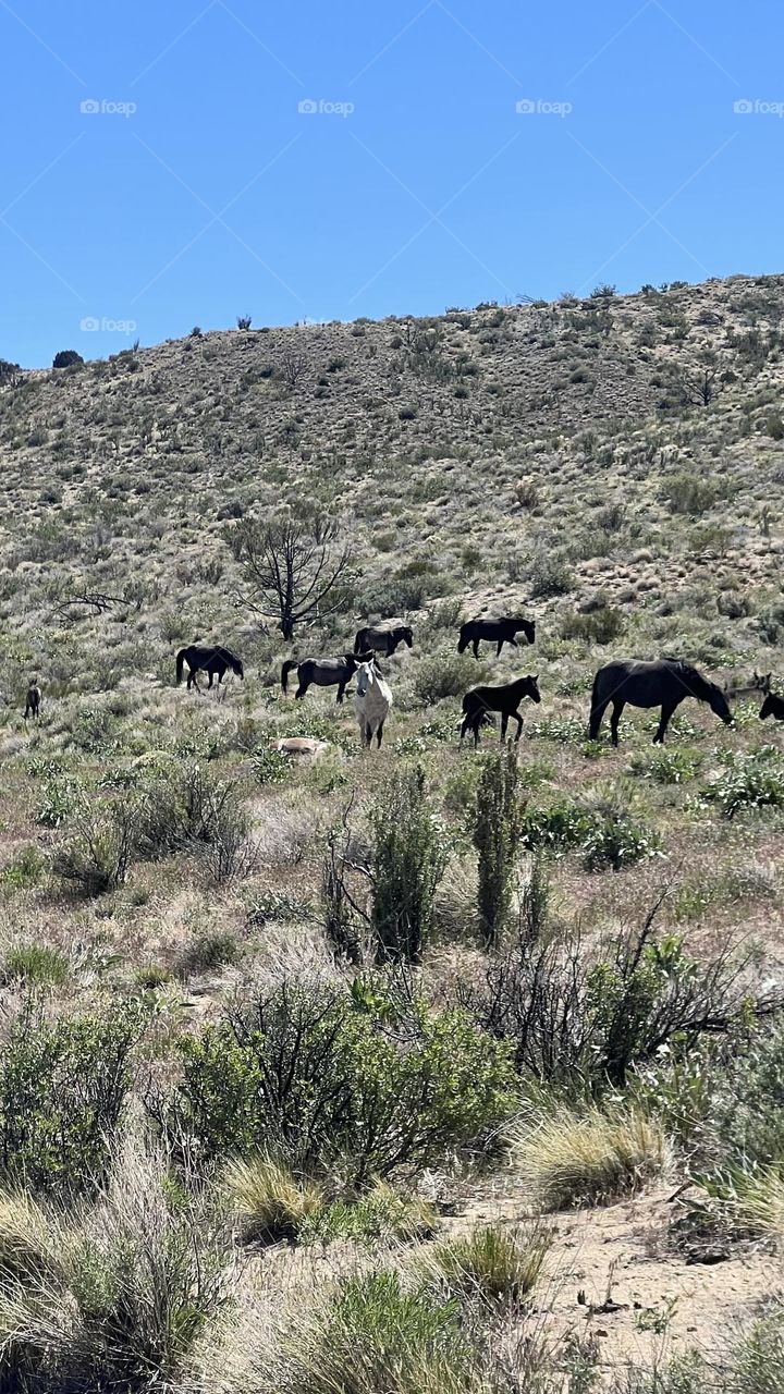 Wild n beautiful horses 