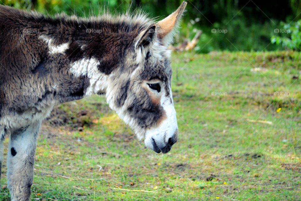 Donkey. Cute little donkey