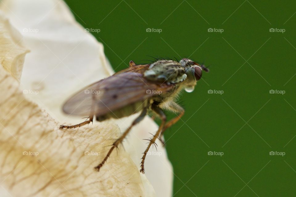 Fly On Flower