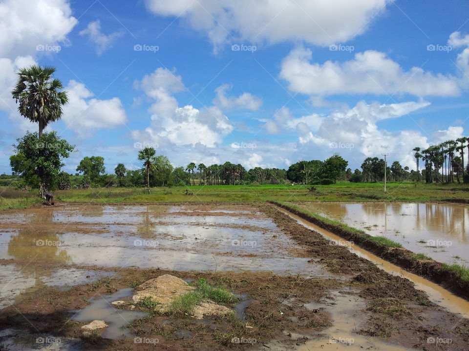 Indian Tamilnadu Agriculture field