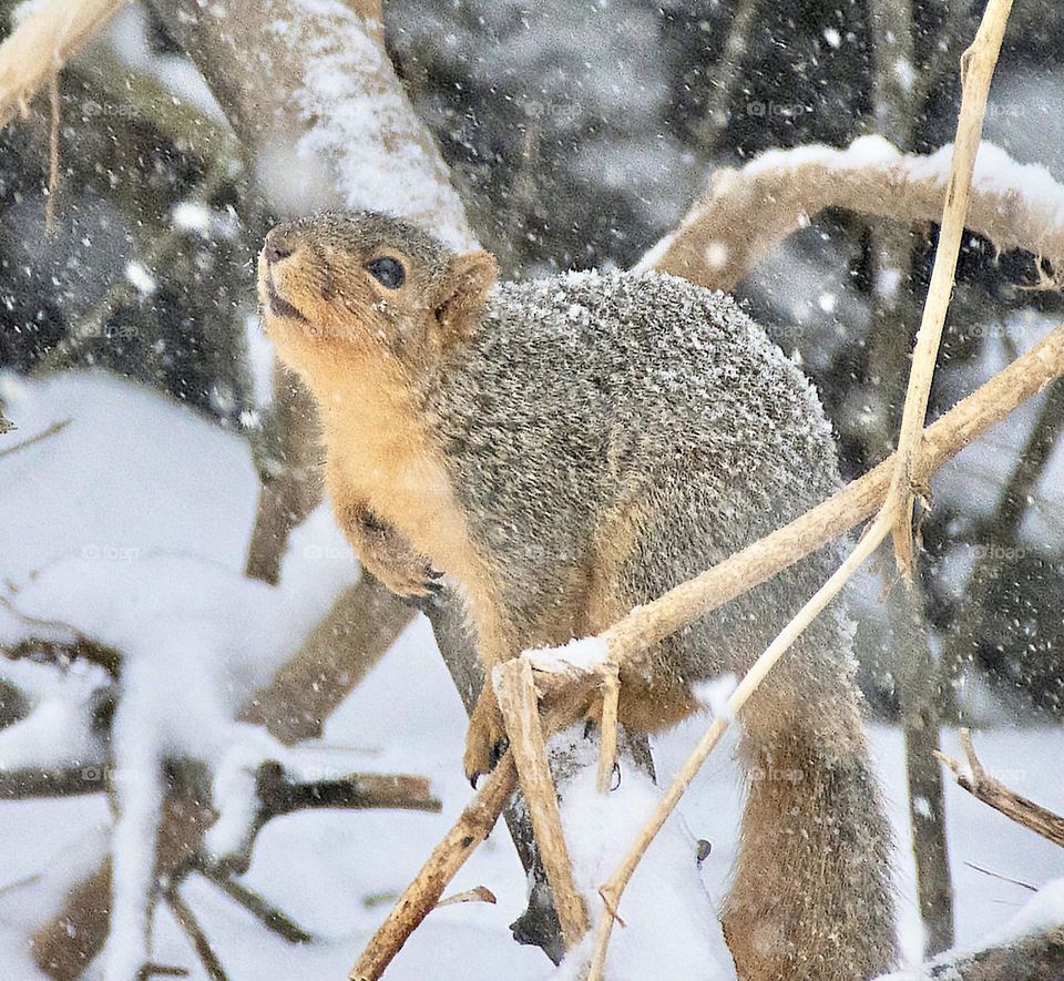 Squirrel in the snow