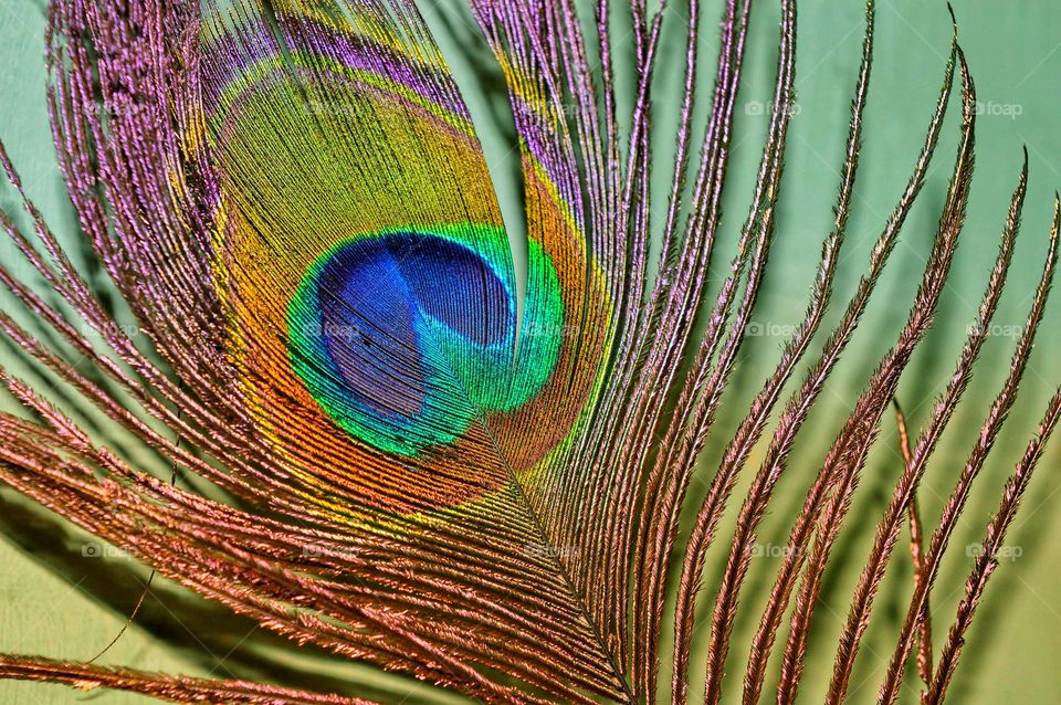 Peacock feather close up