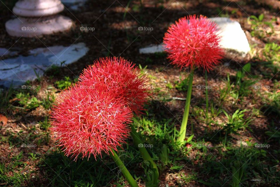 African Blood Lily 1