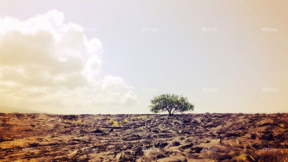 Lone lava tree