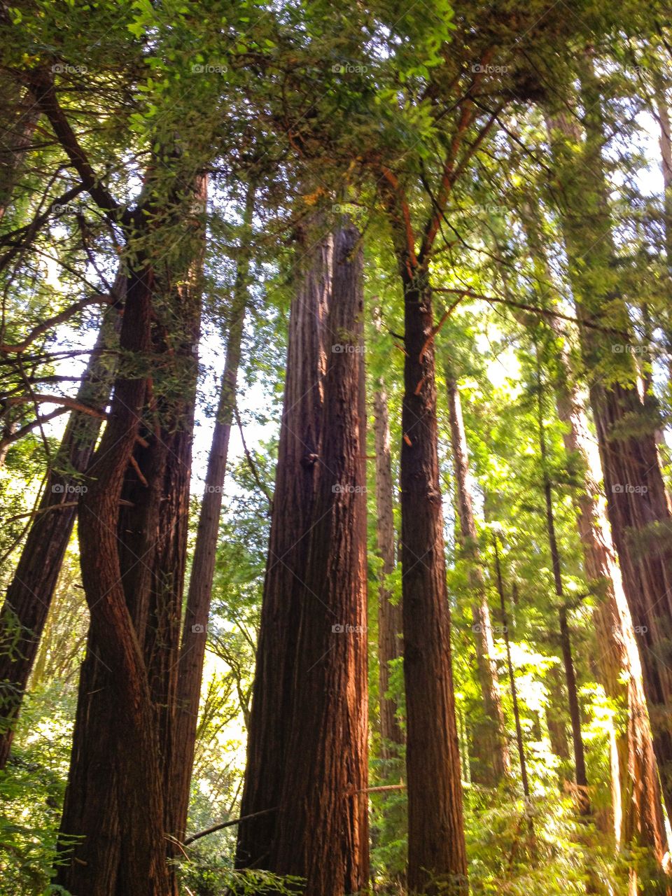 Summer Sequoias