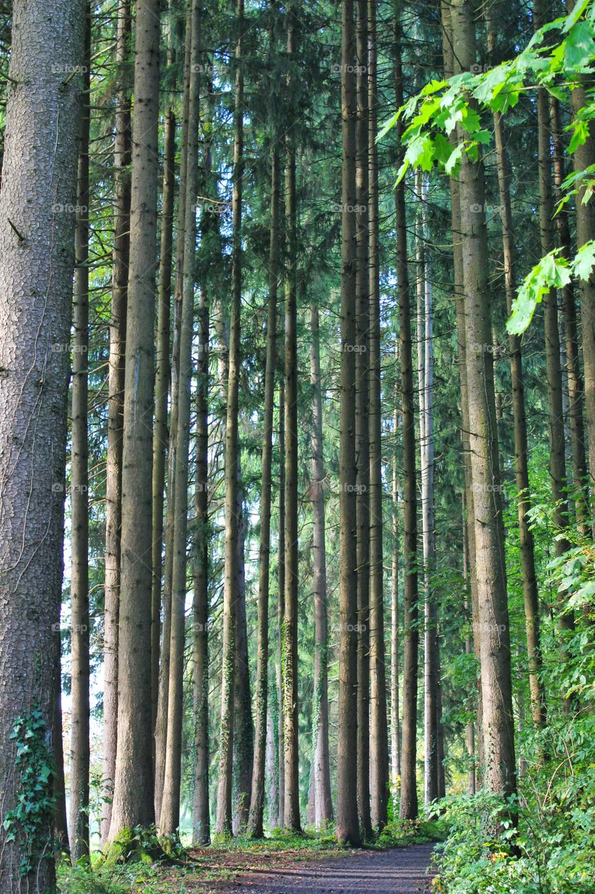 A path between tall and thin trees to the magical forest